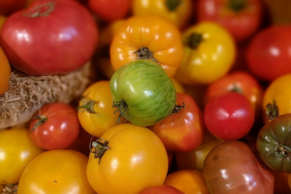 Tomaten